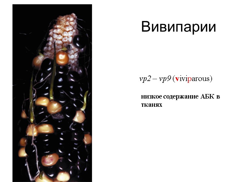 Вивипарии vp2 – vp9 (viviparous) низкое содержание АБК в тканях